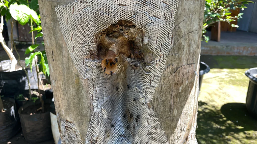 Stingless bee on their nest (Trigona SP)