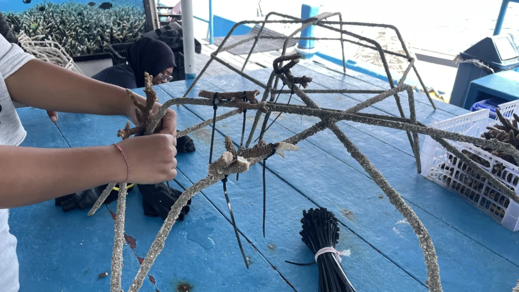 a photo of coral restoration process in Padangbai
