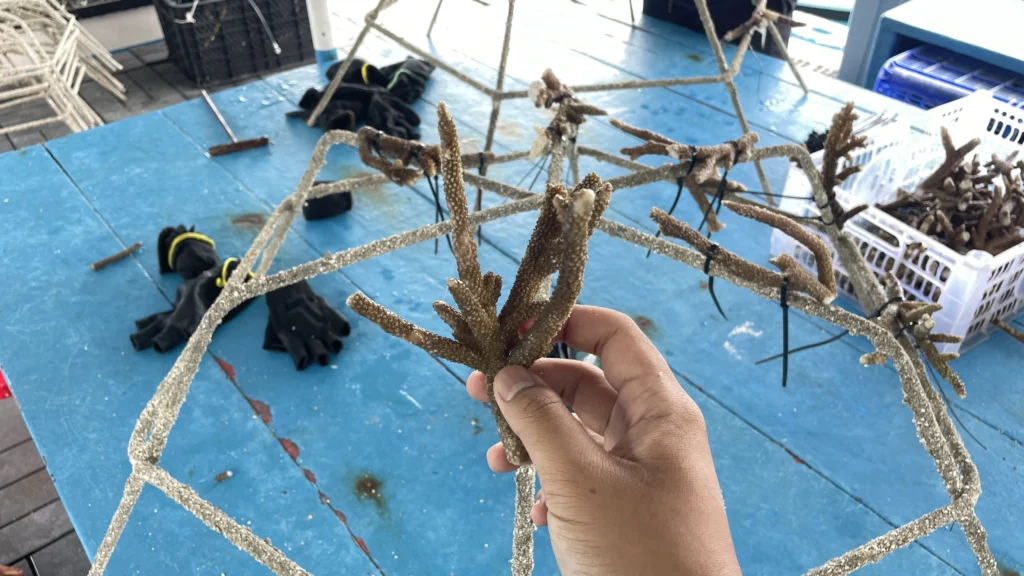 Coral restoration proccess